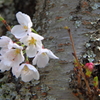 桜まつり1