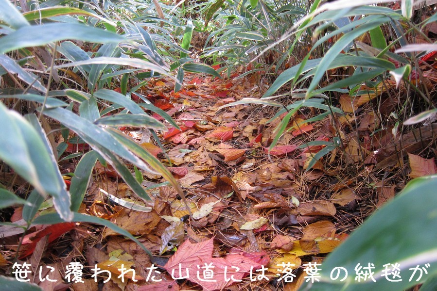 落葉