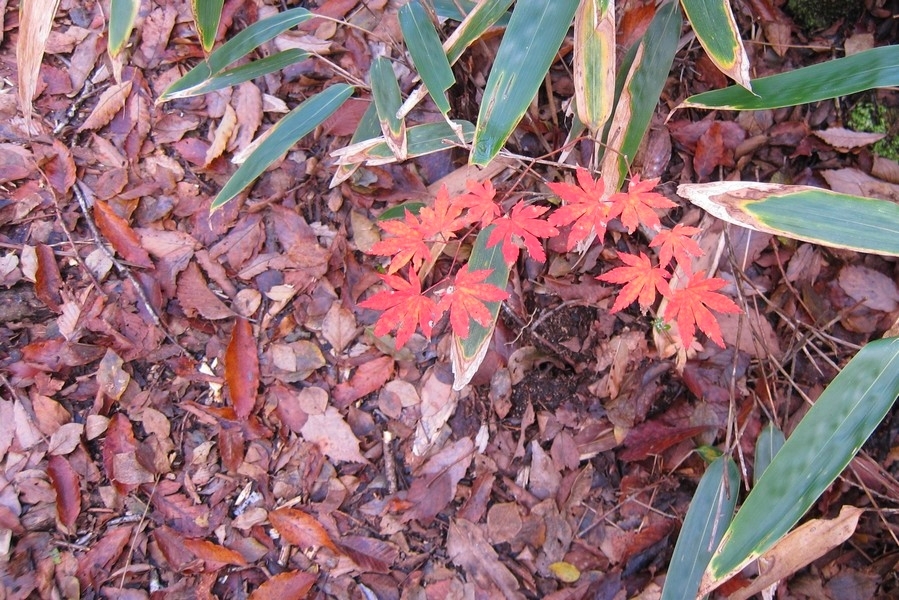 ミニ紅葉