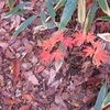 ミニ紅葉