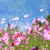 山里のコスモス1
