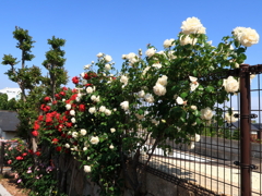荒牧バラ公園7