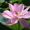 蓮の花2