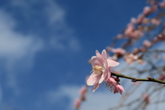 中山寺の梅