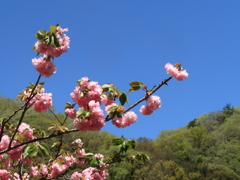 青空に映える八重桜