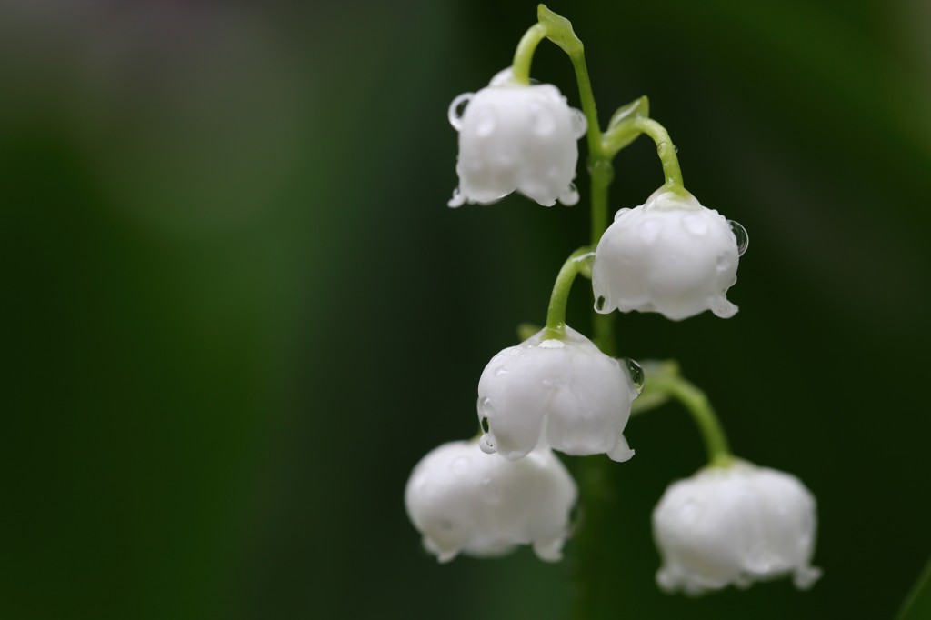 雨後のスズラン