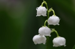 雨後のスズラン