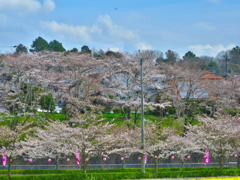 二段桜