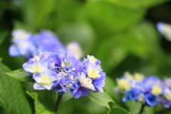 三室戸寺庭園の紫陽花
