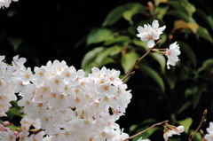 桜1