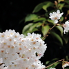 桜1