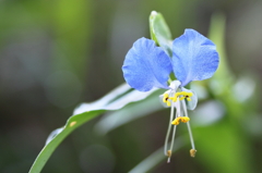 道端の花
