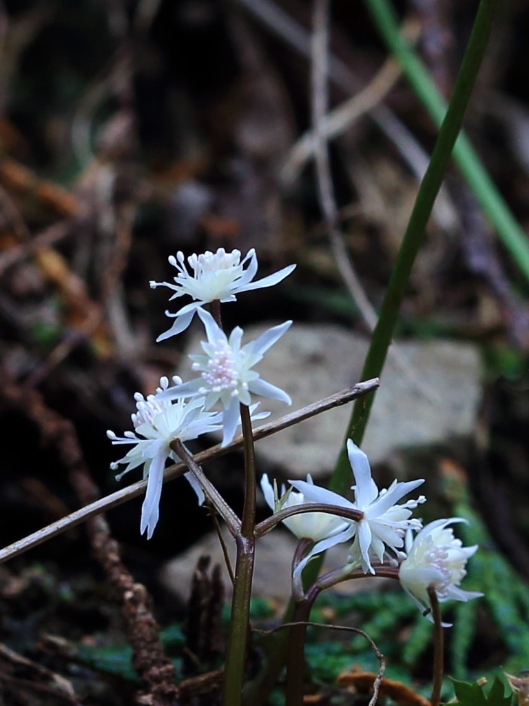 セリバオーレン