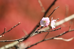 十月桜2
