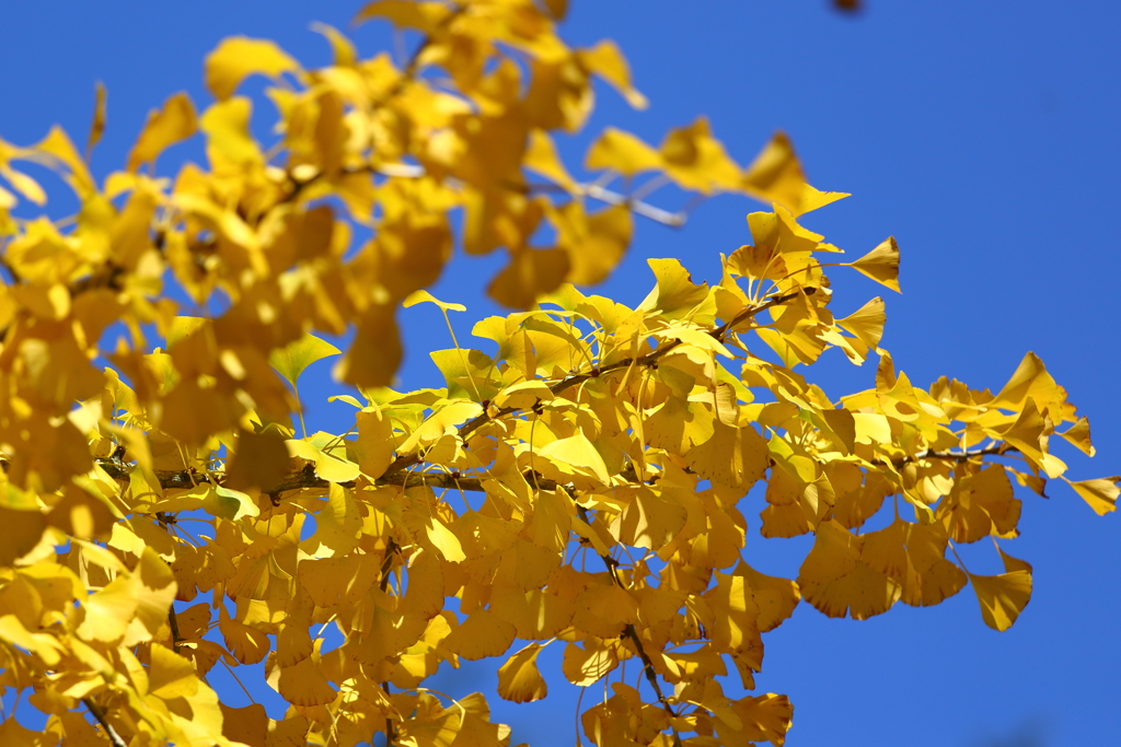 黄葉2