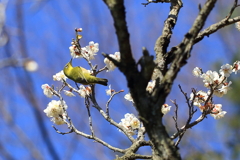 中山寺梅林4