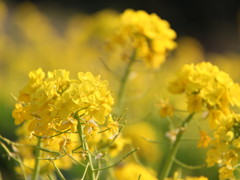 菜の花2