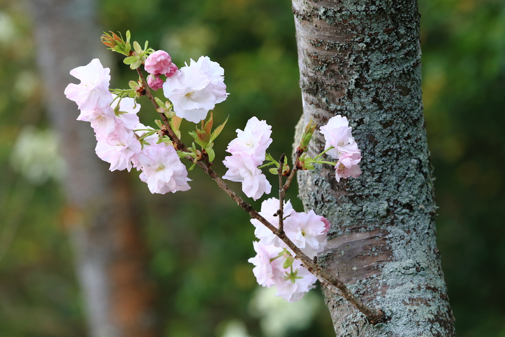 八重桜2
