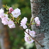八重桜2