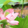 蓮2