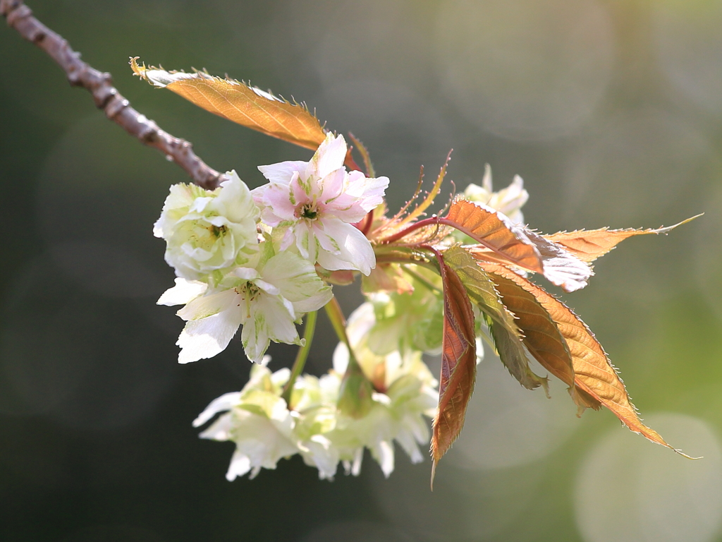 御衣黄(ギョイコウ)桜4