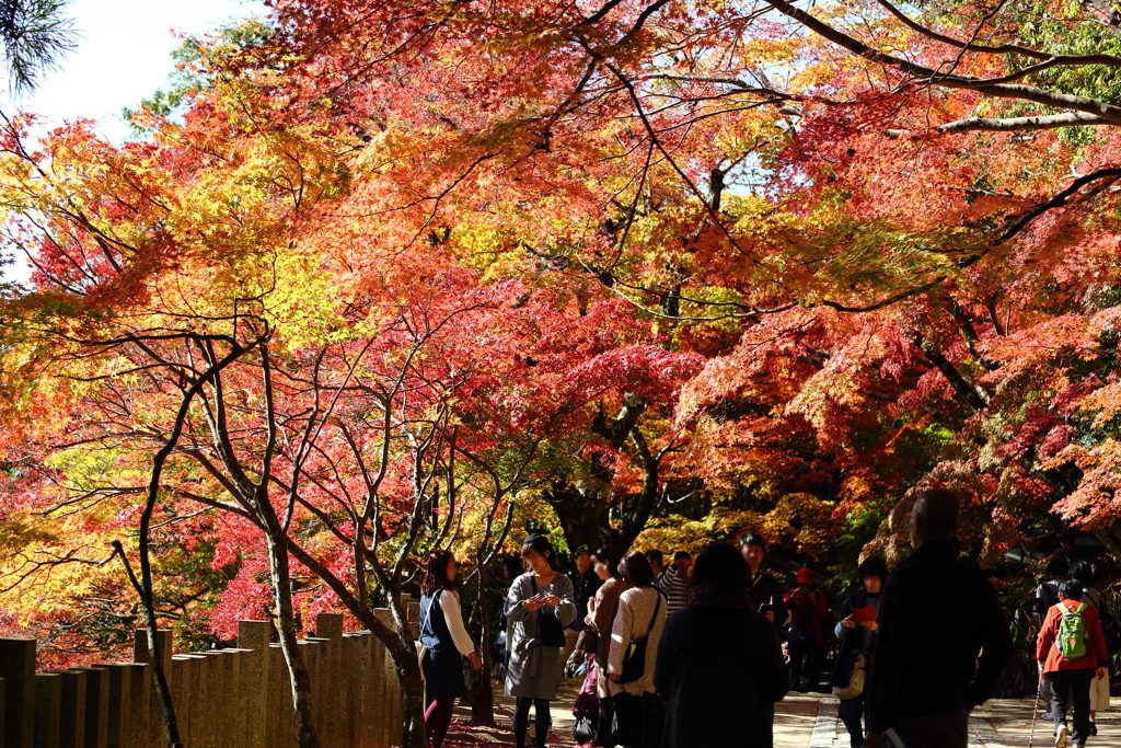 永源寺の紅葉4