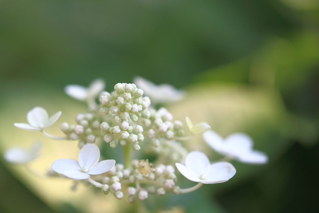 紫陽花2