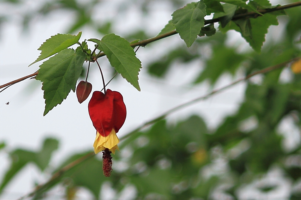 アブチロン・チロリアンランプ