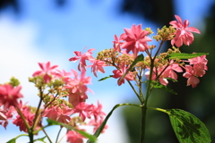 三室戸寺庭園の紫陽花