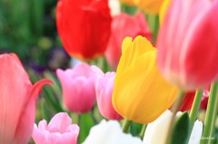 公園で見かけた花達1