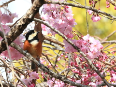 枝垂桜と山雀2