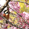 枝垂桜と山雀2
