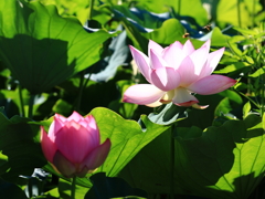 蓮2