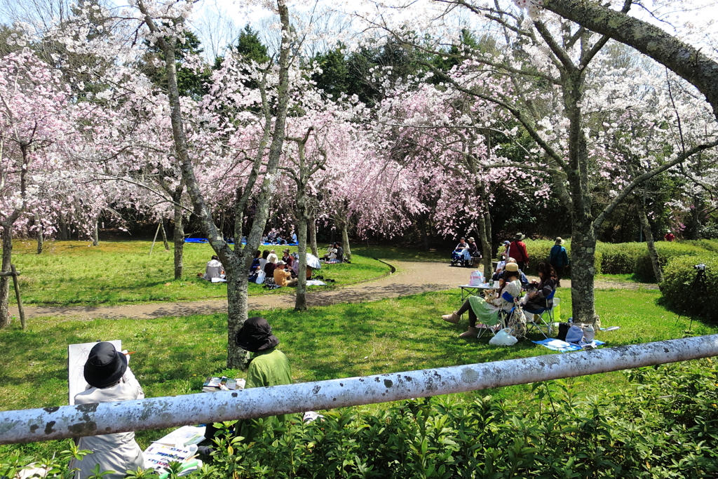平日の花見風景