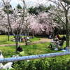 平日の花見風景