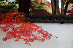 紅葉