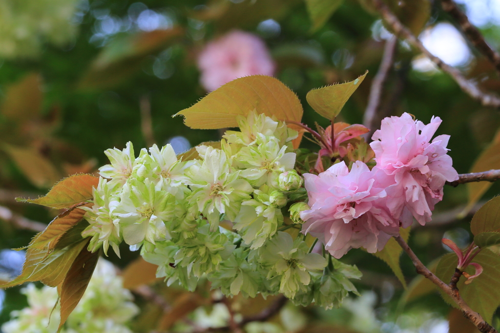 桜のコラボ
