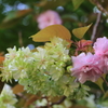 桜のコラボ