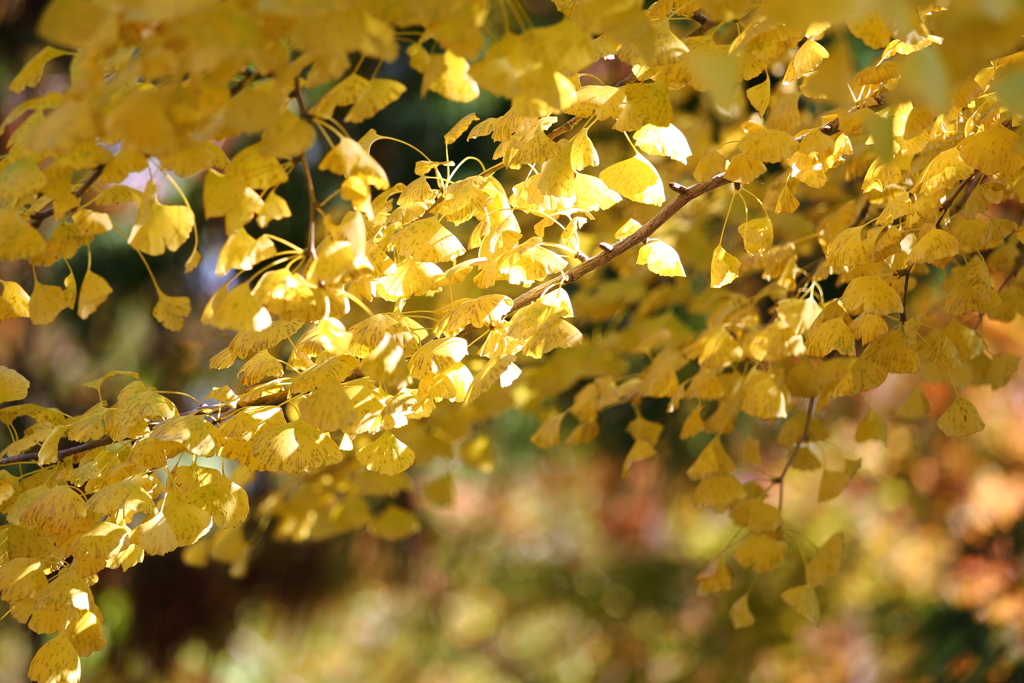 黄葉1