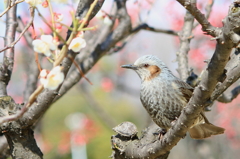 梅とヒヨドリ