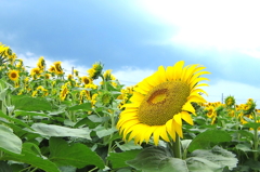 ひまわり畑