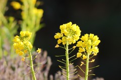 菜の花