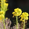 菜の花