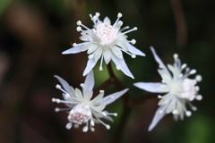 セリバオーレン