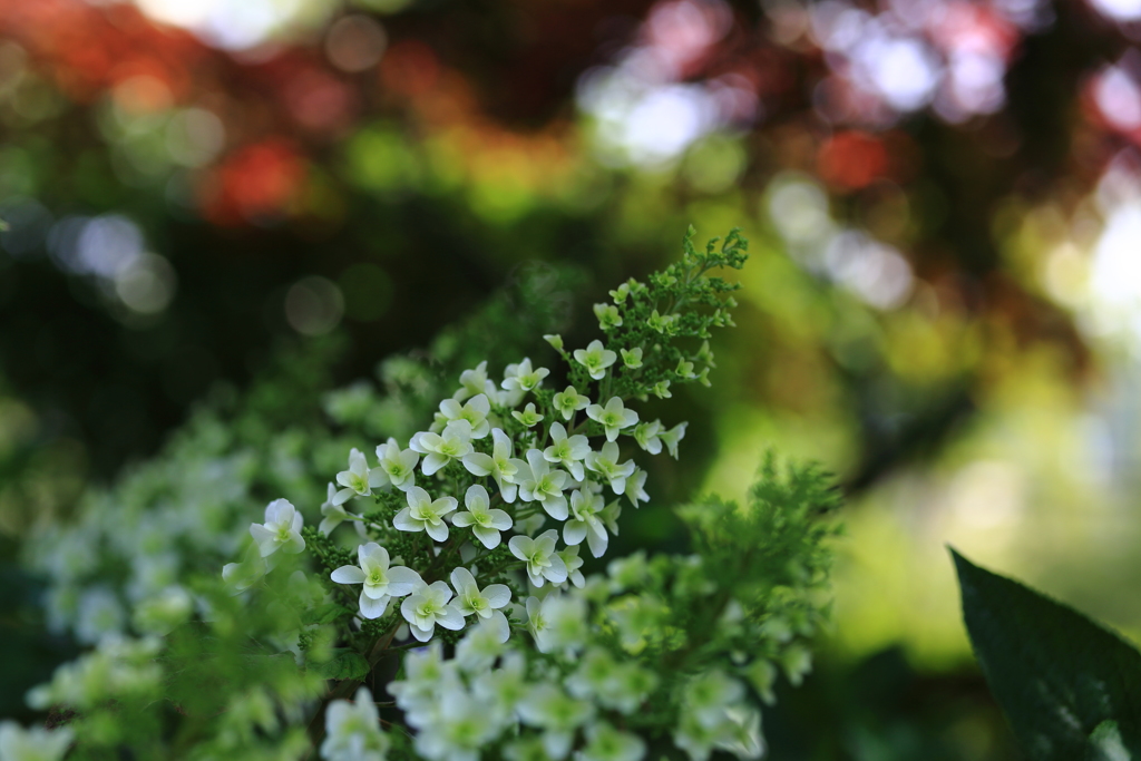 紫陽花が咲き始めました