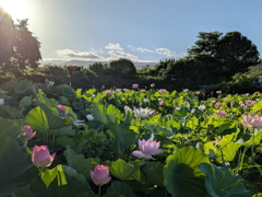 朝日に輝く蓮の花1