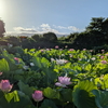 朝日に輝く蓮の花1