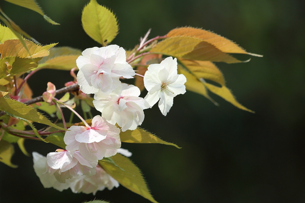 御衣黄(ギョイコウ)桜3