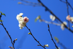 十月桜1