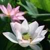 蓮の花3